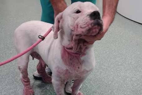 The female Staffordshire bull terrier cross has been diagnosed with demodectic mange