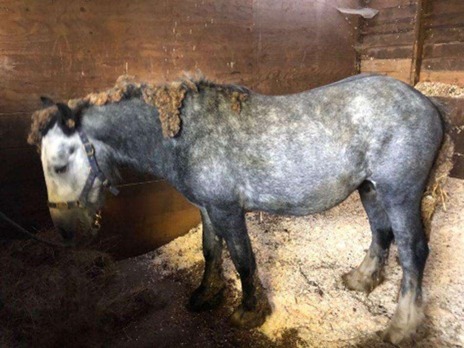 The horses are at risk of being put down if not claimed (4494724)