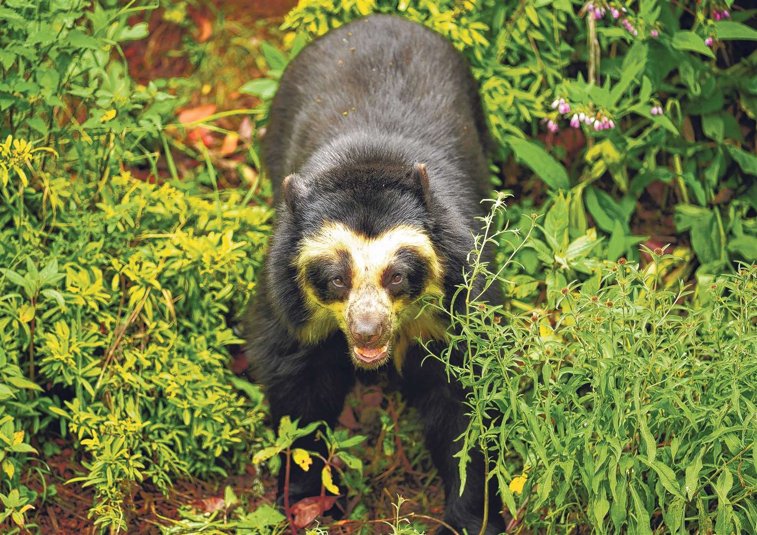 A spectacled bear of the type coming to Port Lympne