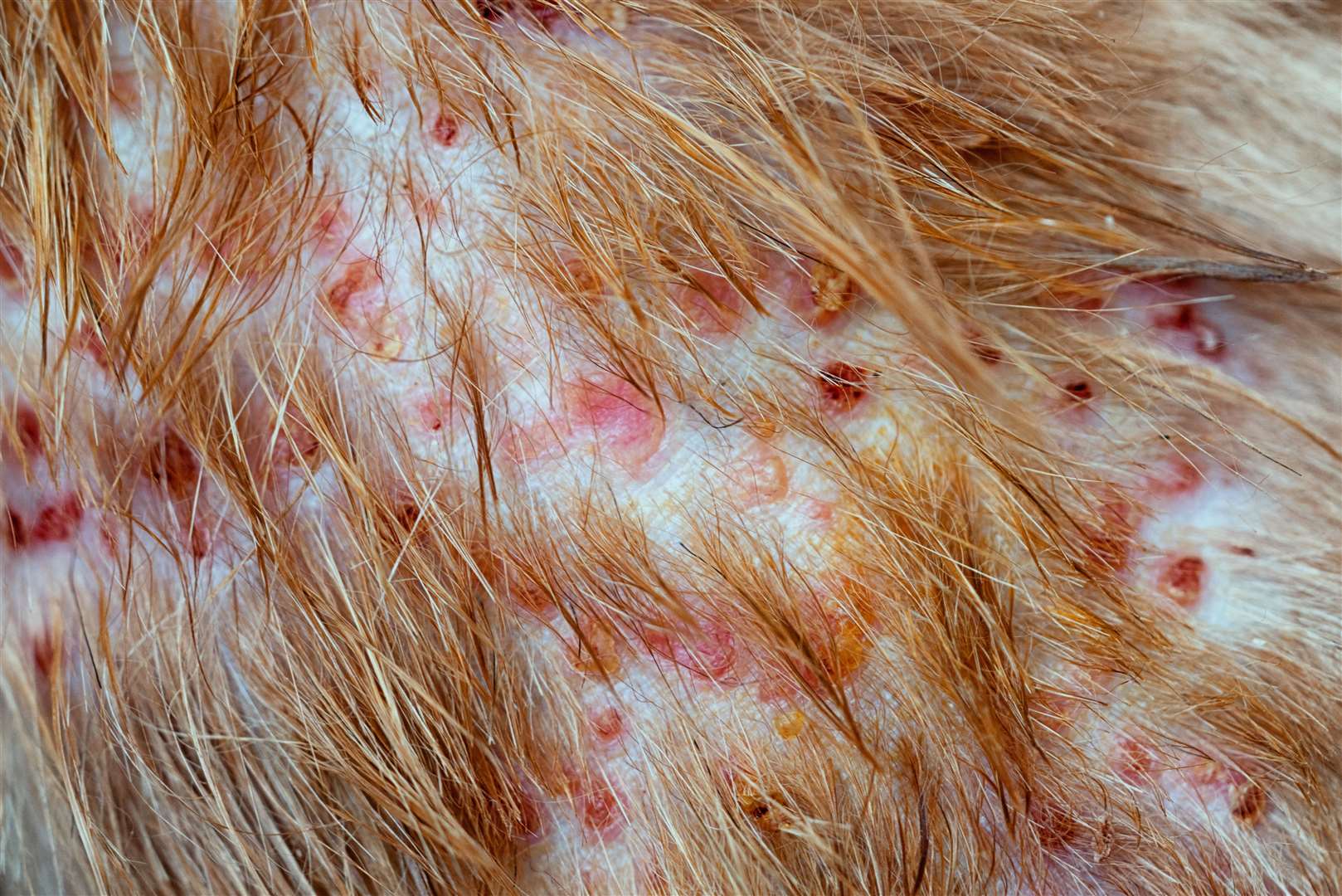Dermatitis is a skin condition that can be contracted by dogs. Picture: istock/Elen11