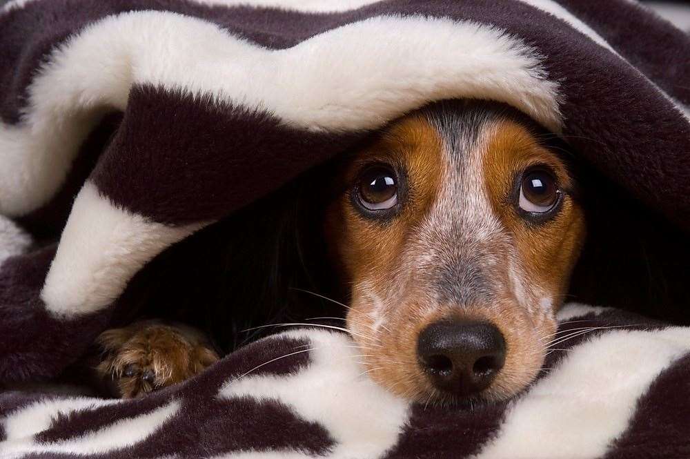 Line your pets’ crates, baskets, and cages with cosy blankets to help them relax when there are fireworks
