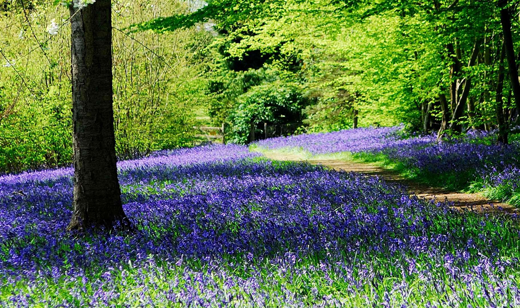 The eye-catching Bluebell Spectacular returns to Hole Park this spring. Picture: Supplied by Pennington PR