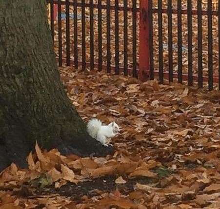 Albino squirrel spotted in Chatham Football Ground, Palmerston Road, Chatham
