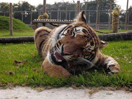 A tiger at Wingham Wildlife Park, one of the most popular attractions in Kent's Big Weekend