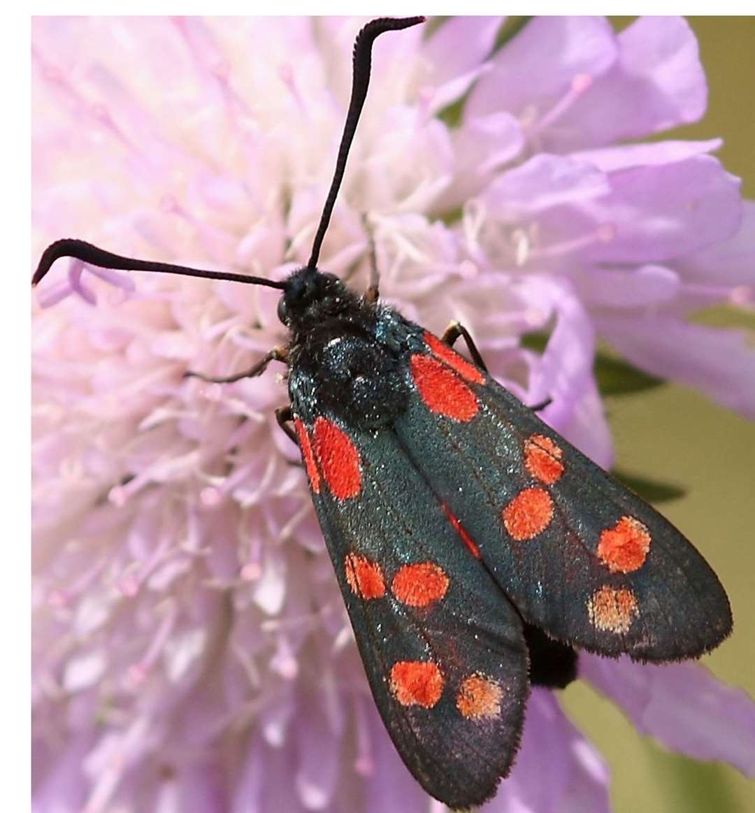 The six spot burnet moth