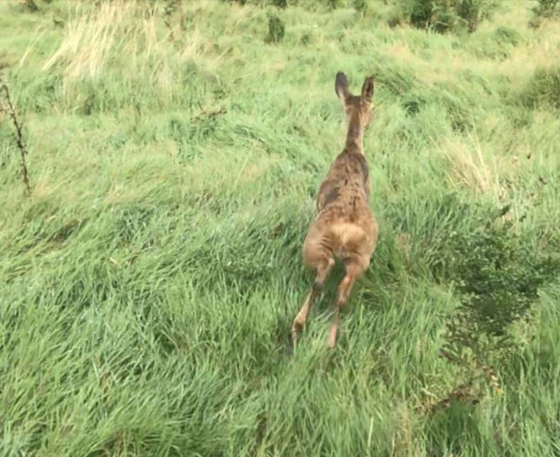 A panicked deer who ran into a fence and got stuck three in Tunbridge Wells had to be rescued by the RSPCA. Picture: RSPCA