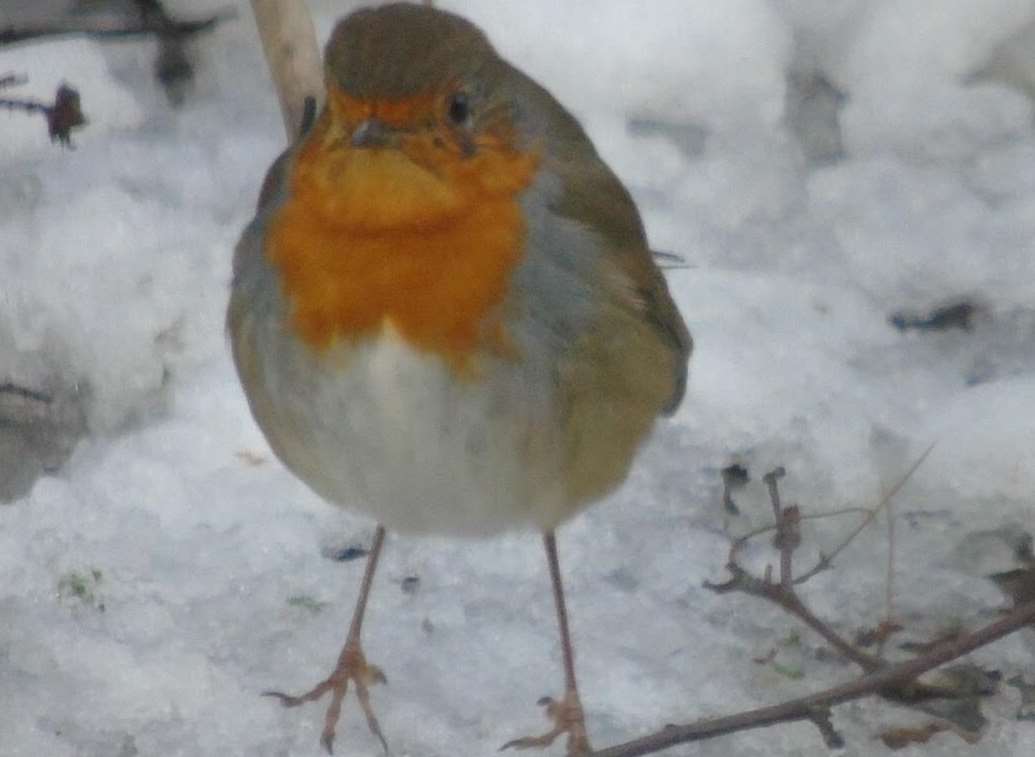 Sue Braund spotted this robin in Malling