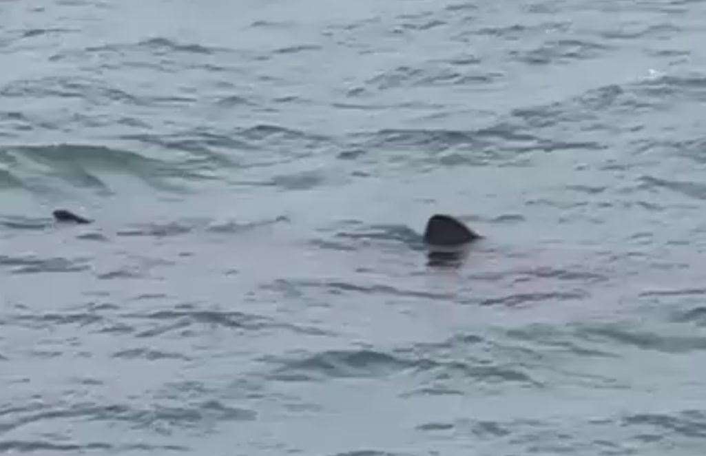 A suspected basking shark was spotted swimming off the Thanet coastline. Picture: Ronnie Hill