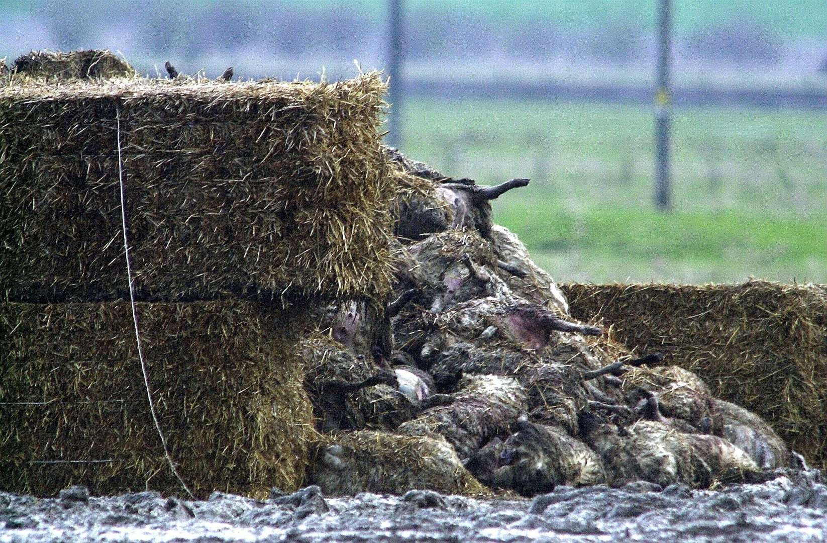Not a pretty sight - sheep waiting to be destroyed in Sheppey during the foot-and-mouth crisis