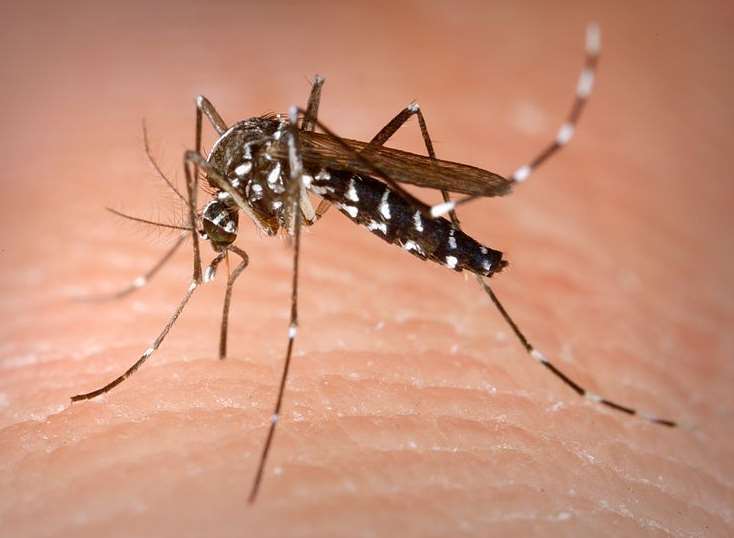 An Asian tiger mosquito, so-called because of its distinctive stripes