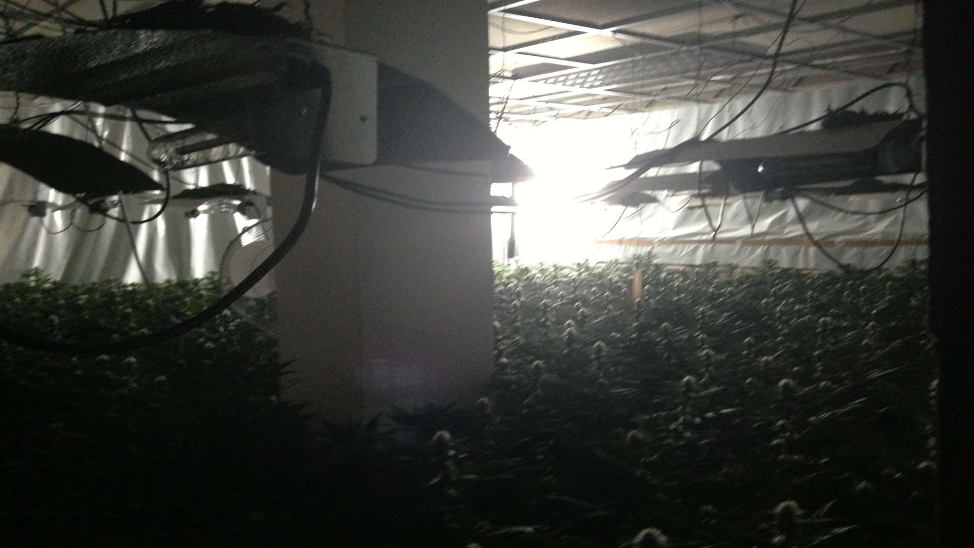 Police raided St Lawrence House on West Hill, Dartford and uncovered thousands of cannabis plants