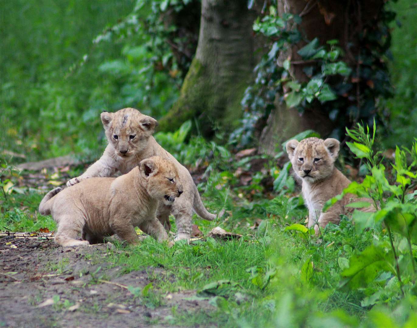 Three lion cubs born at Port Lympne