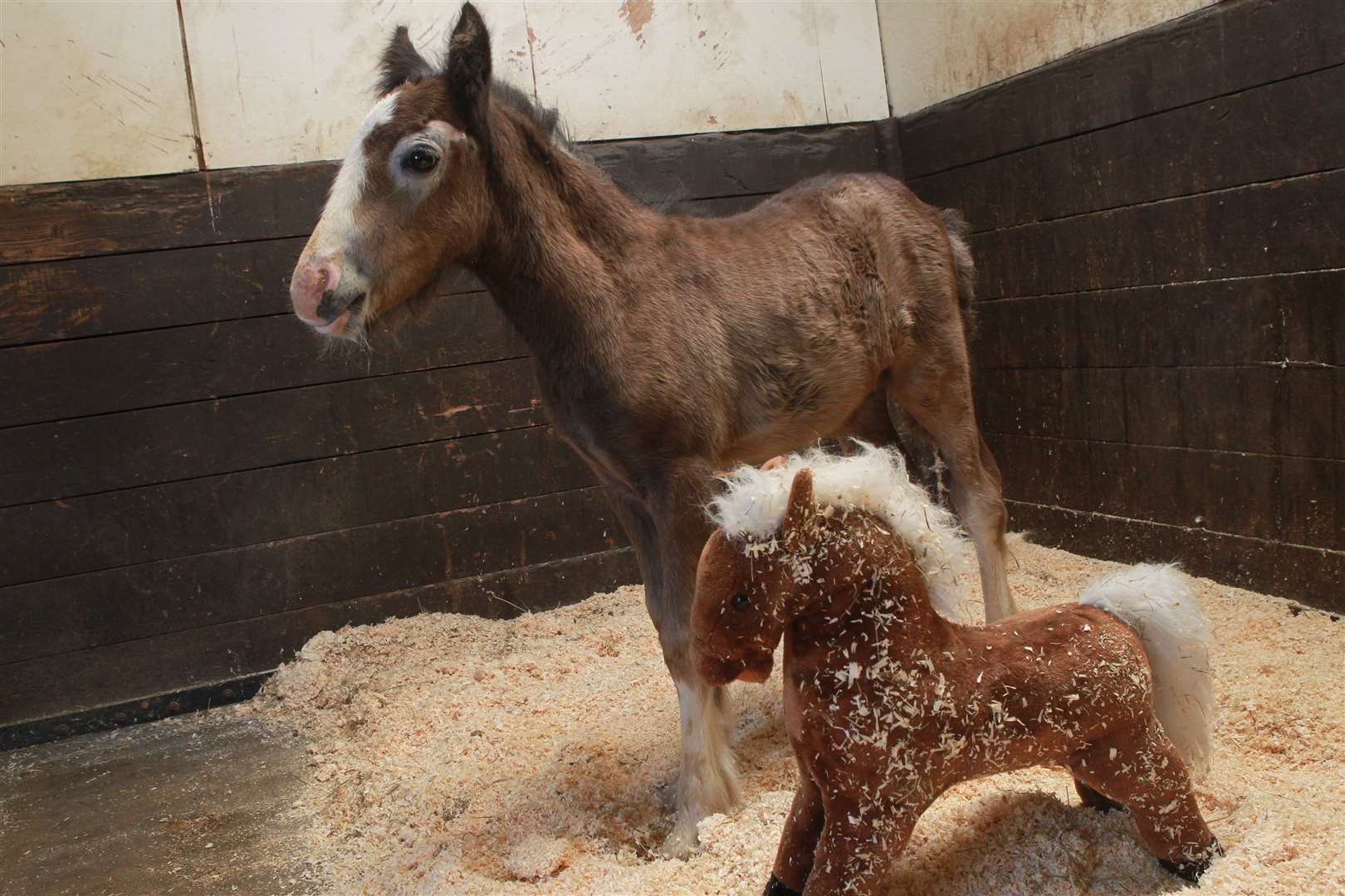A two week old foal, aptly named "Oli the Orphan" who was dumped on a farm in Collier Street