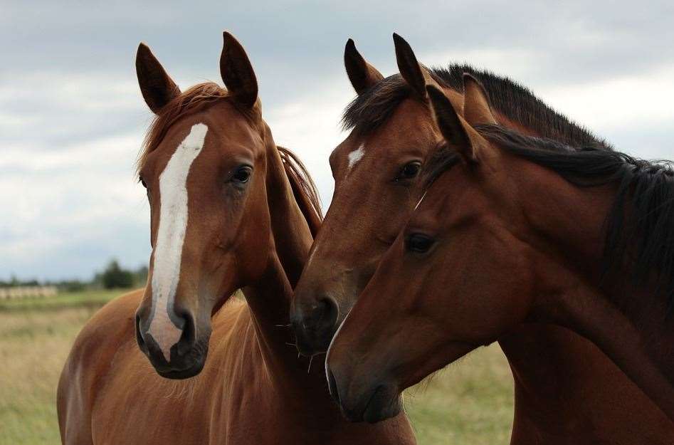 The RSPCA fears some owners will struggle with the cost of keeping their horses