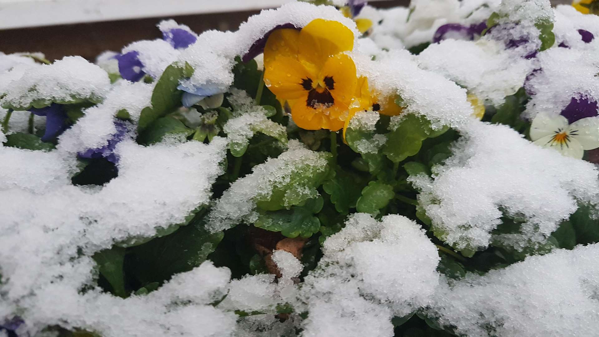 A winter pansy peeping through the snow in Whitstable. Pic Jo Clark