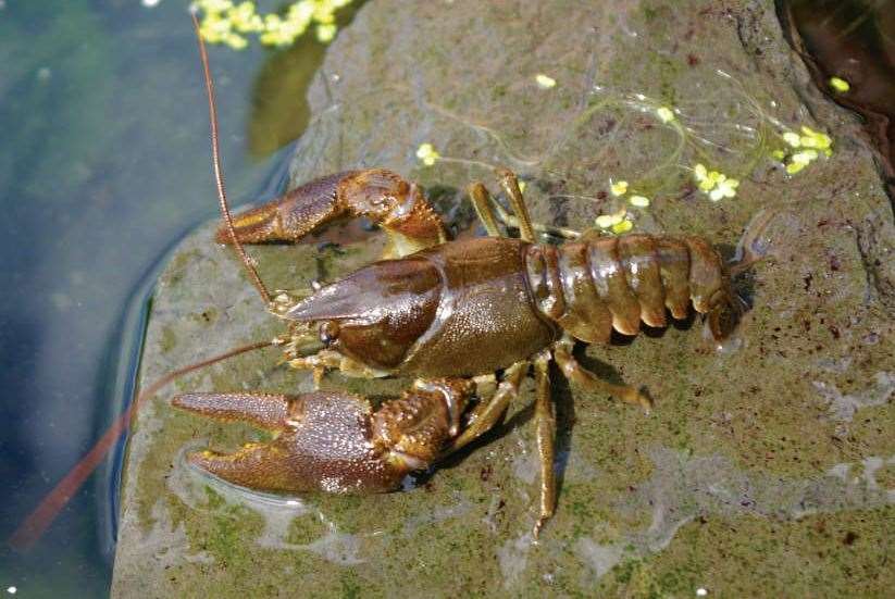 White clawed crayfish are particularly susceptible to pollution