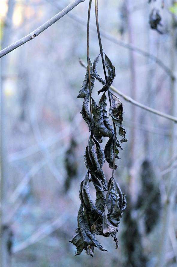 The withered leaves of an ash tree in Elham attacked by the Dieback fungus. Picture: Peter Gay