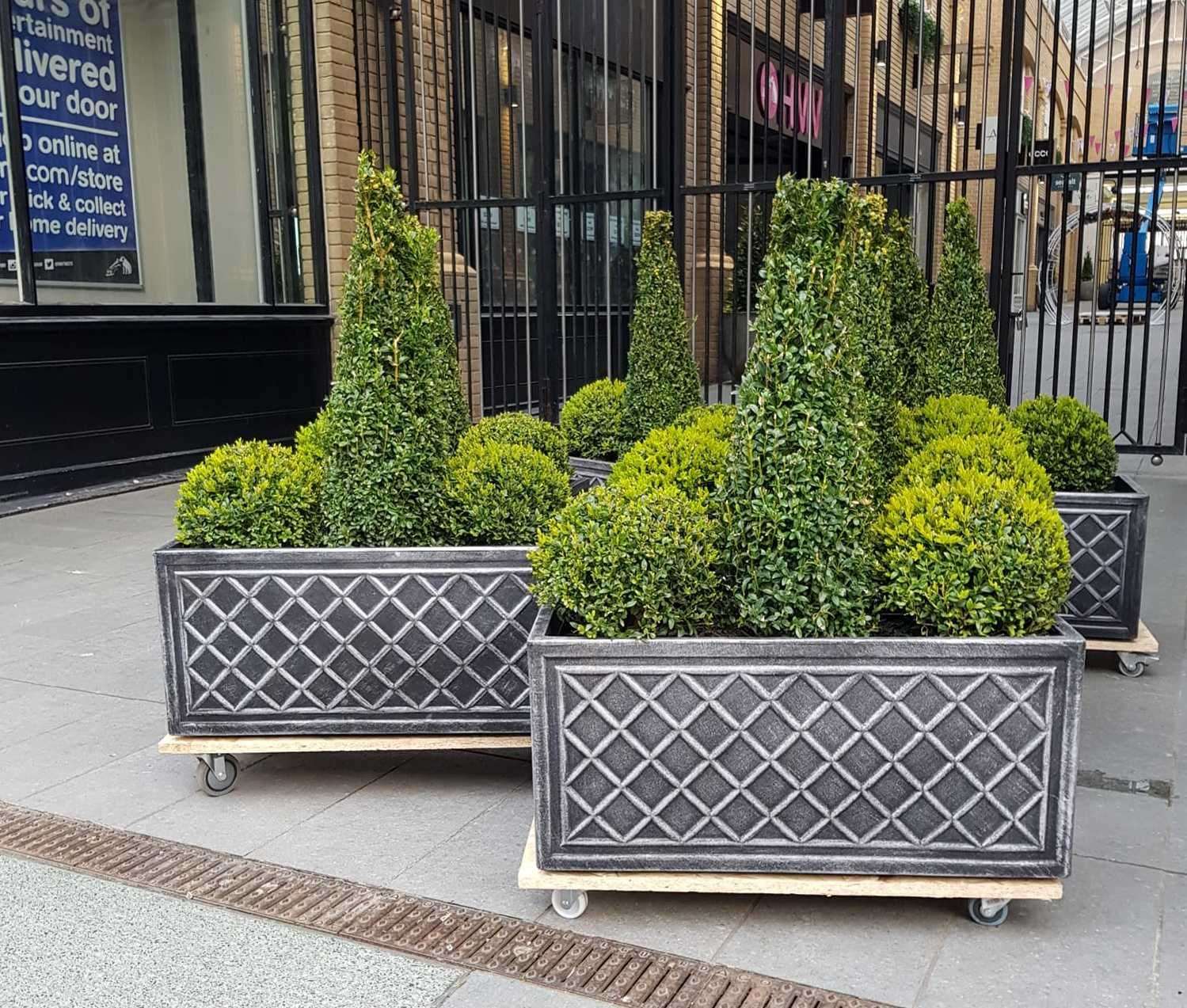 The planters in their former glory. Picture: Ann-Marie Bundock