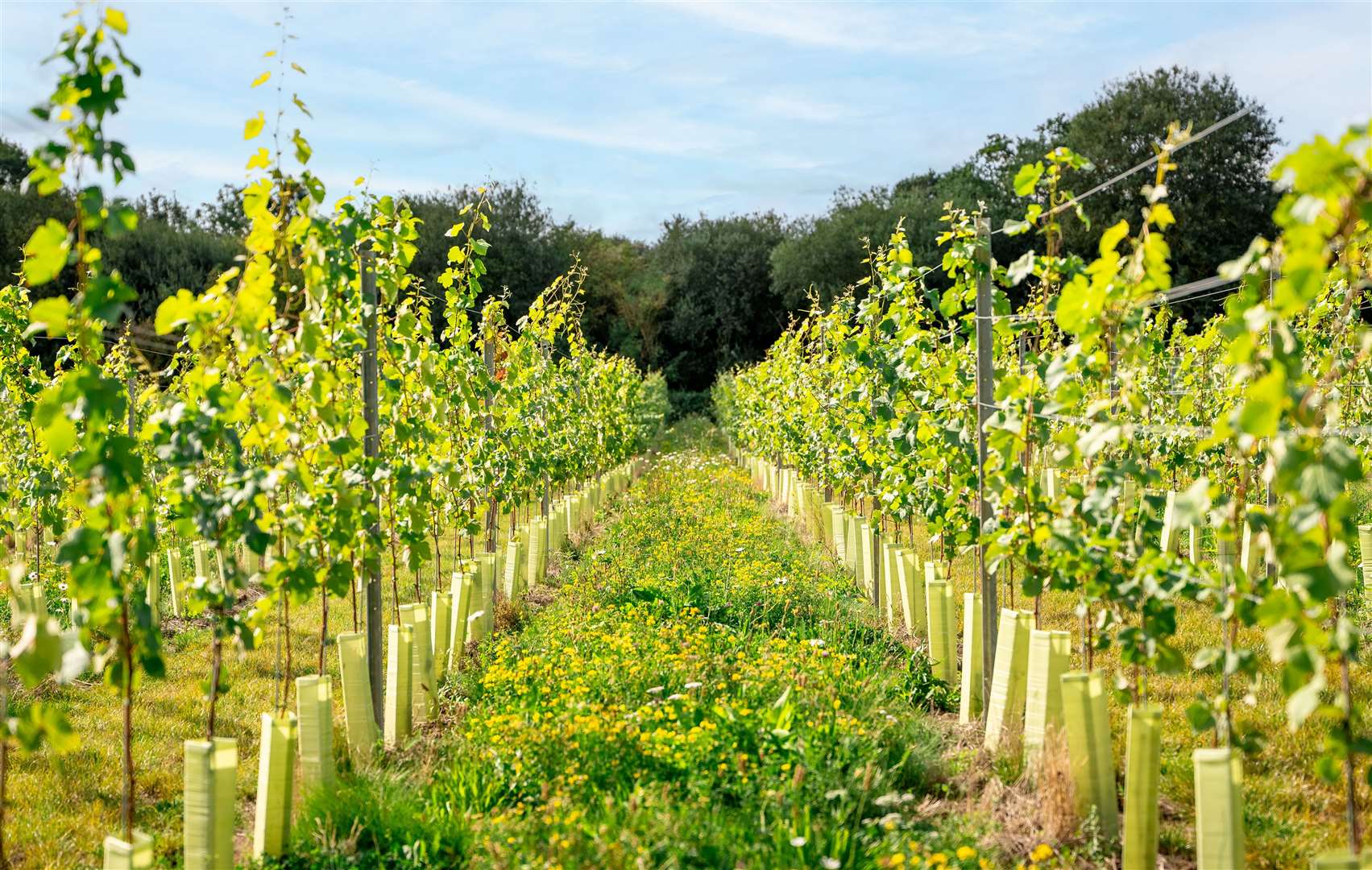 The Wildshark Vineyard aims to be “eco sustainable”. Picture: Elite Pubs/Wildshark Vineyard