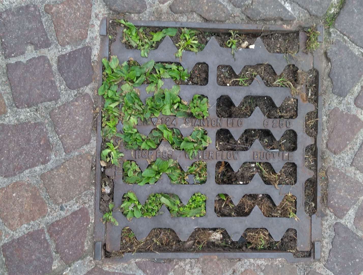 Weeds are growing out of this drain, near Lidl