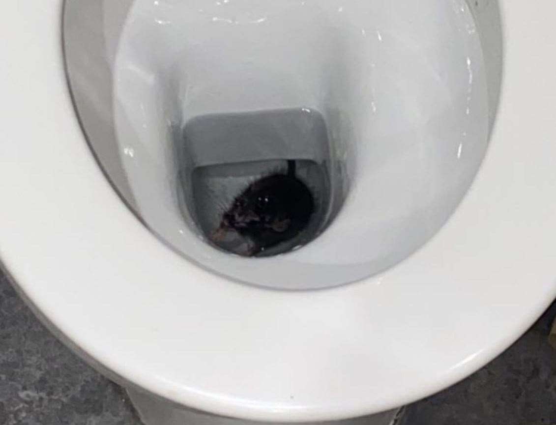 The rat had tried to climb out of the toilet bowl before drowning. Picture: Elle Silvester