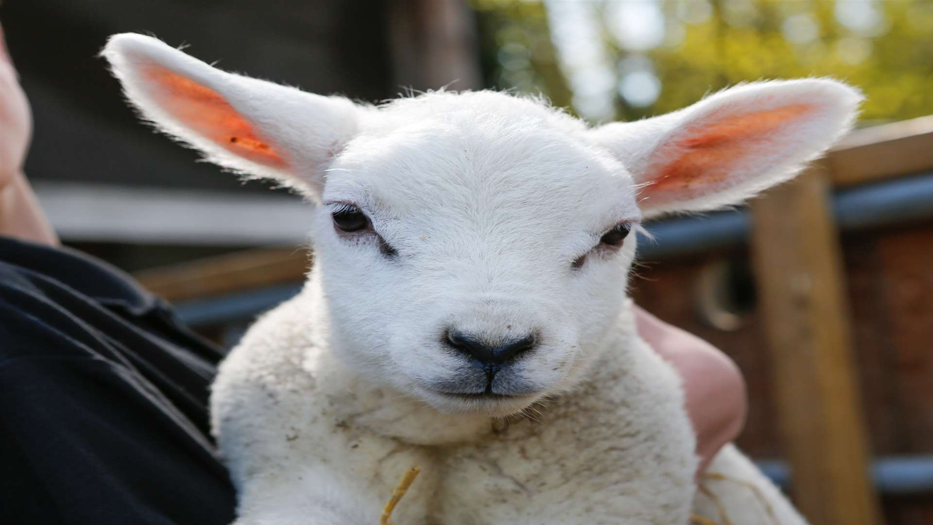 Meet the newborn lambs at the New Line Learning Academy. Picture: Matthew Walker