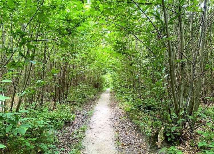 The local parish council has been granted £120,000 to purchase Leybourne Woods. Picture: Rightmove