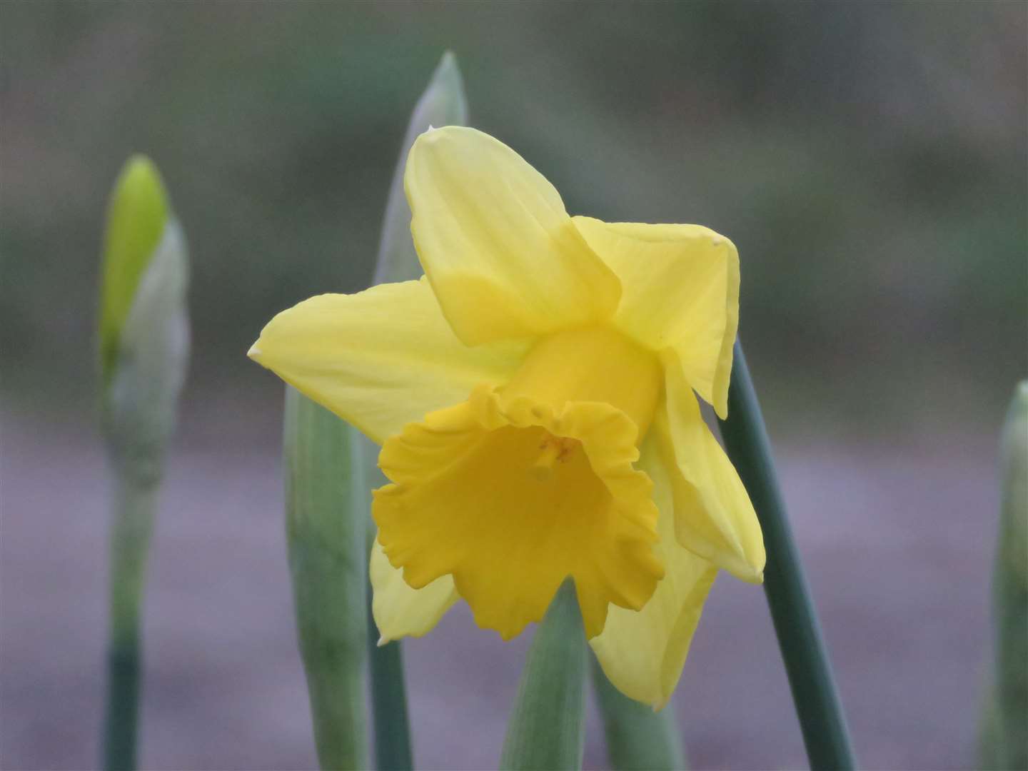 Daffodils commonly bloom from the end of February through until May. Picture: John Brewin
