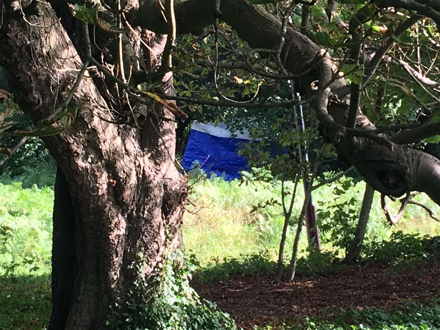 A forensic tent has been put up in Church Road, Tunbridge Wells (15541324)