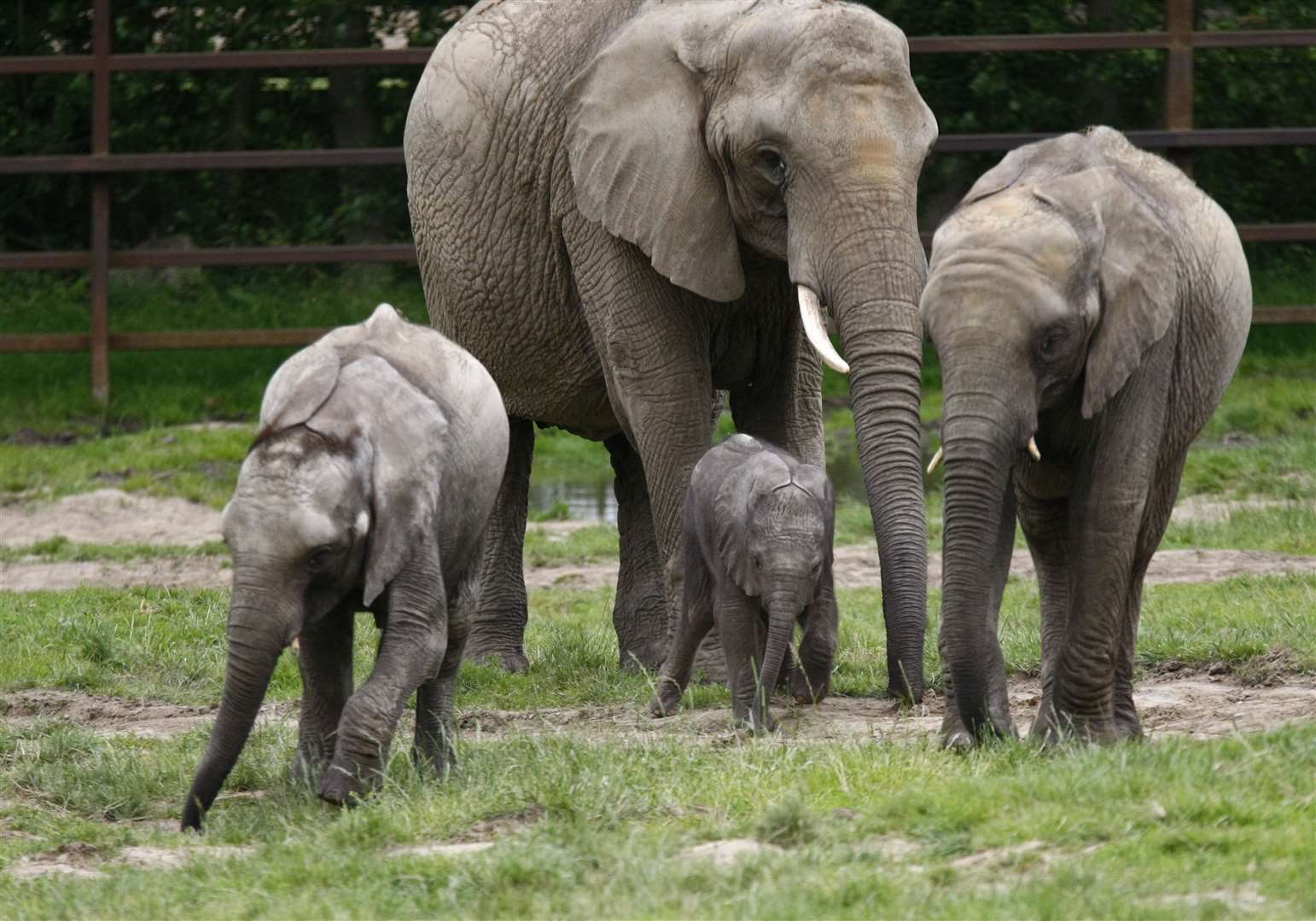 Visi Kenterberio parko drambliai persikels į Keniją.  Nuotrauka: Matt Bristow