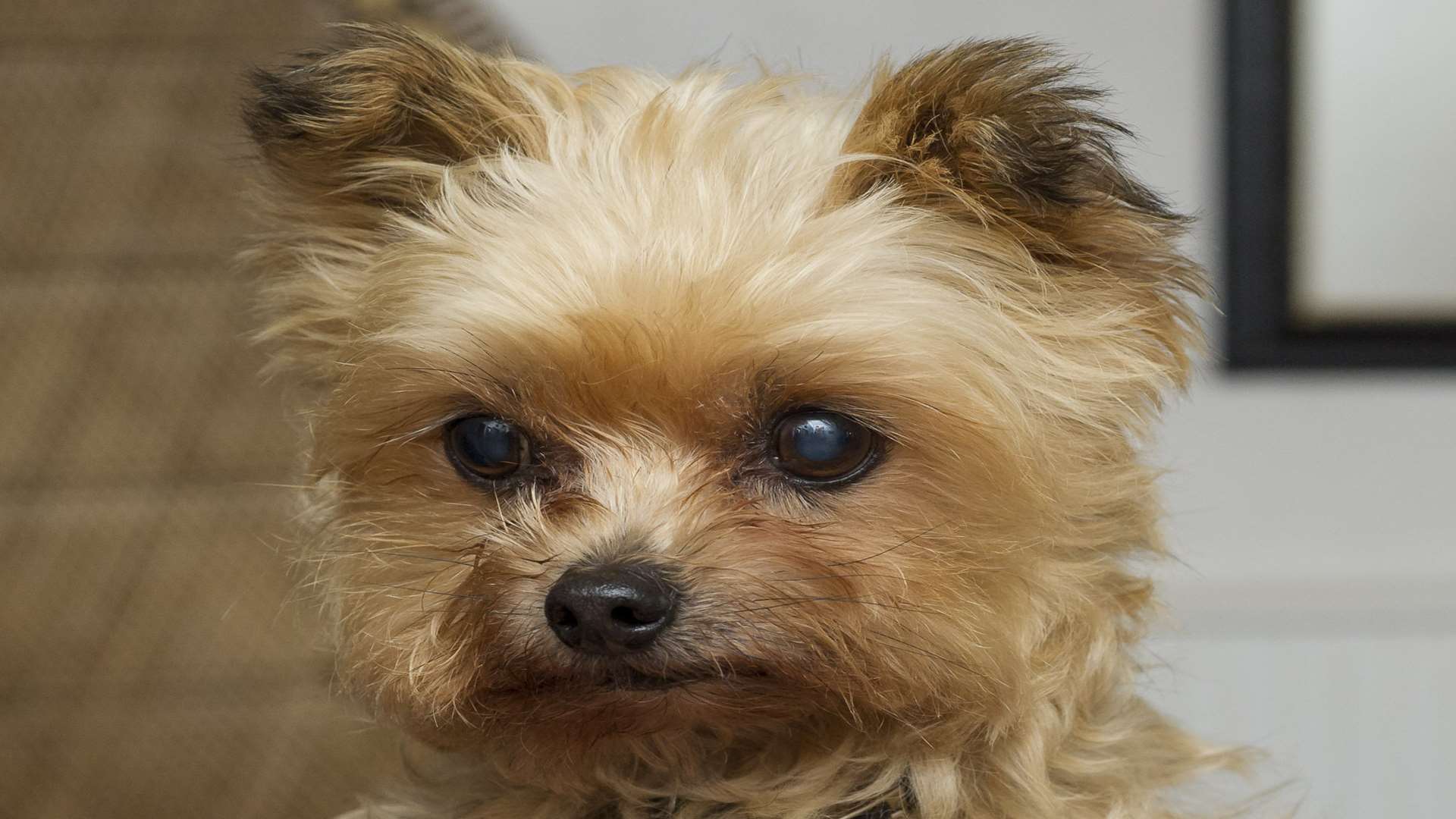 Pepe, a Yorkie-Chihuahua cross, was attacked
