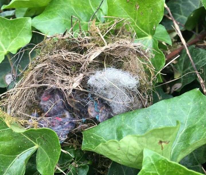 Campaigners say there is evidence of nesting birds in hedges which is illegal to remove or disturb