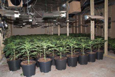 Cannabis plants at Coombe Valley Road