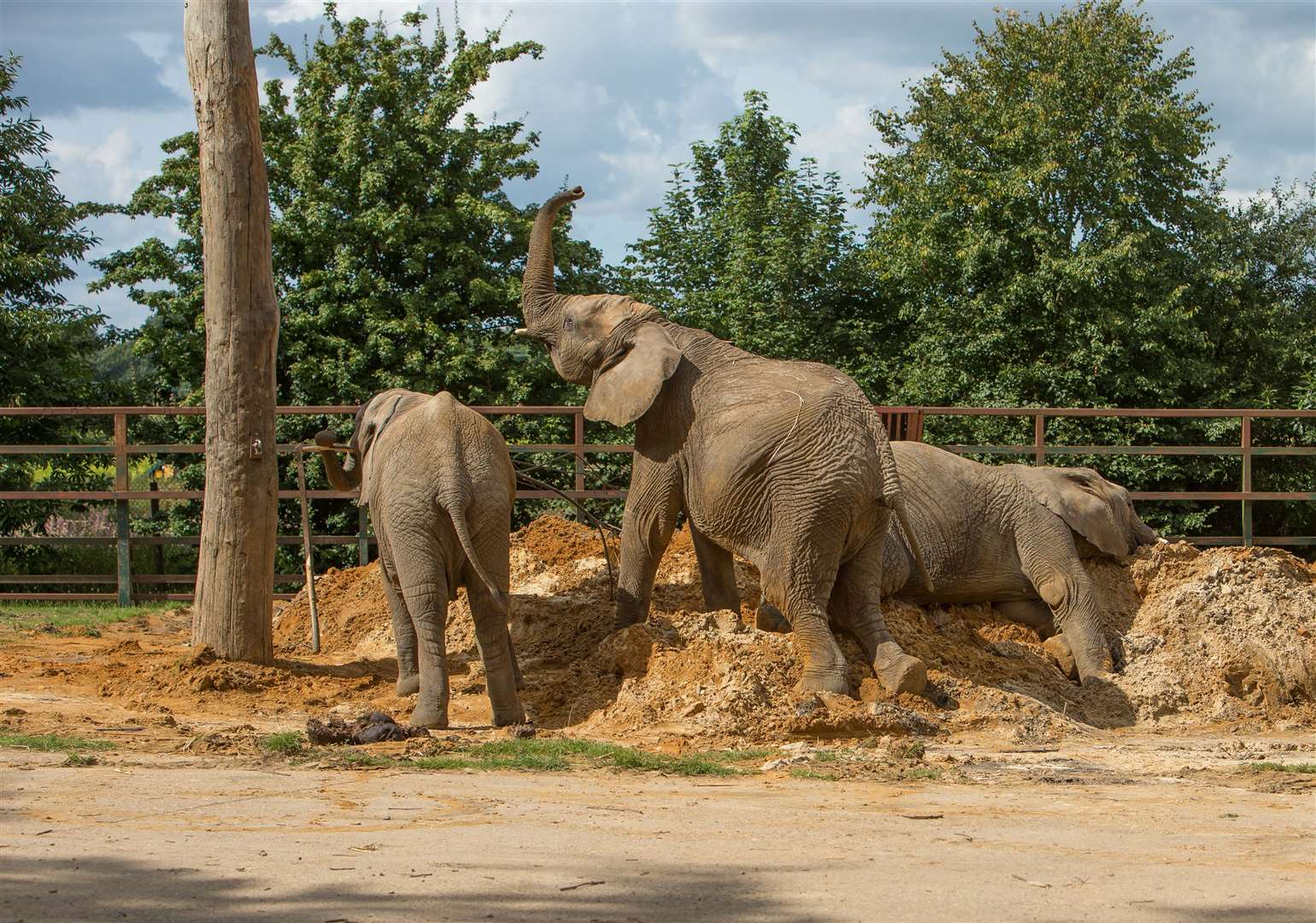 The herd enjoy playing in the sand at Howletts. Picture: Aspinall Foundation