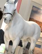 Mark Wallinger's white horse design