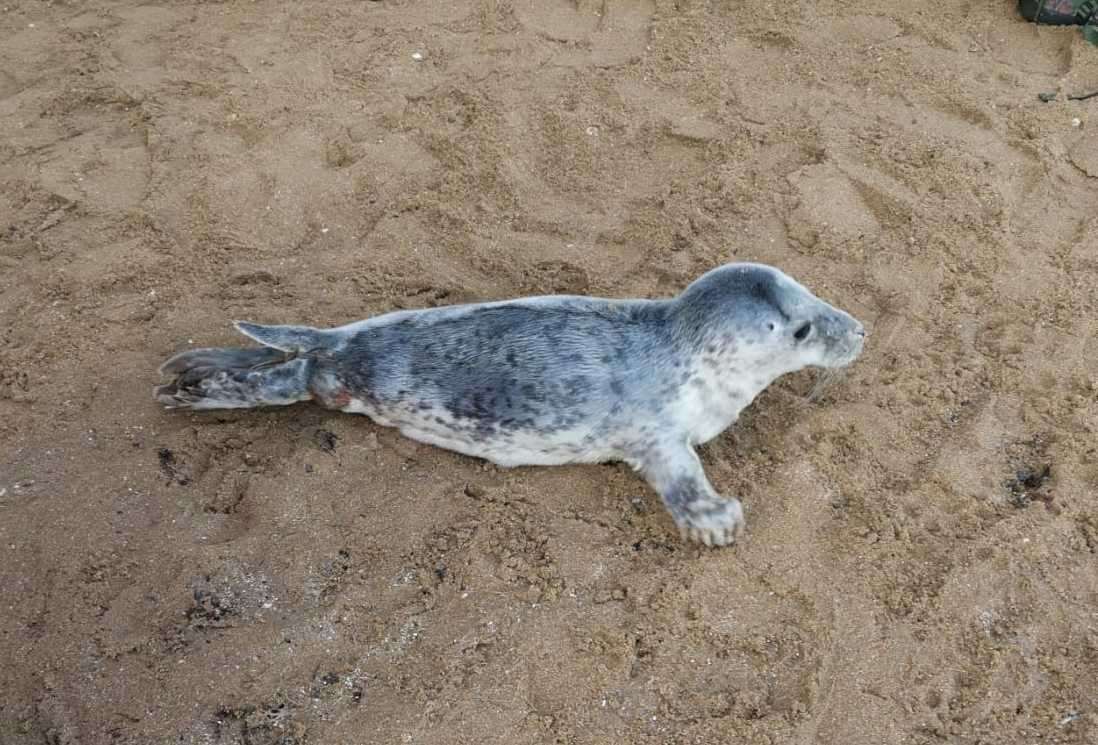 The seal was rescued from a Broadstairs bay, along with another in Westgate yesterday. Picture: Yvette Vincer