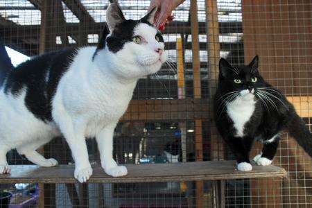 Judas the giant cat towers over other moggies at the rescue centre