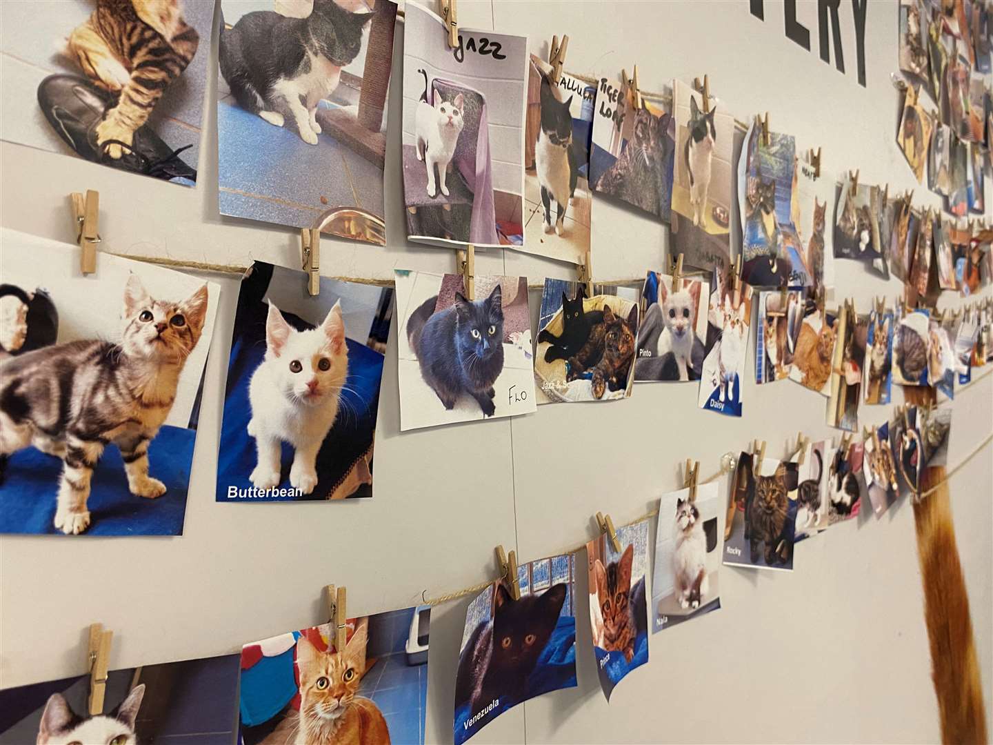 Battersea has approximately 200 cats in our care across its three sites