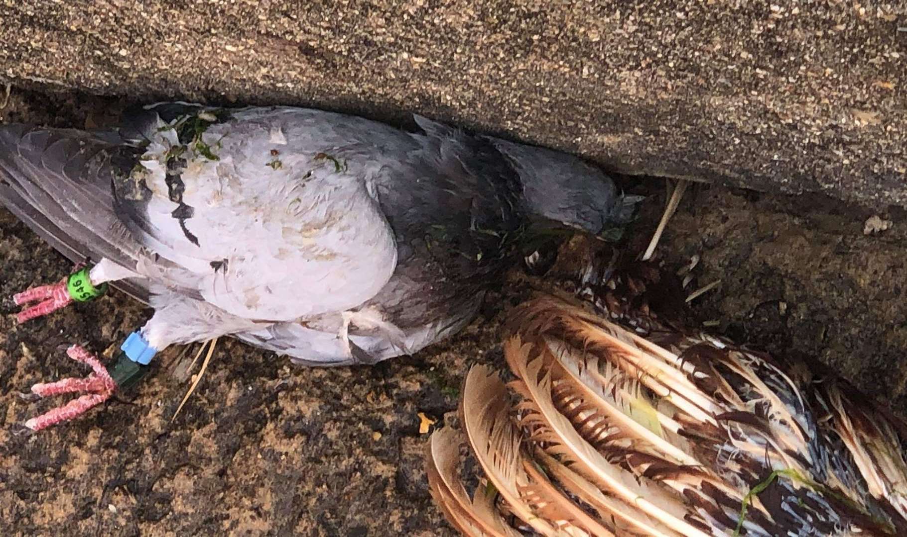 The racing pigeon had its throat cut