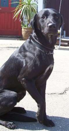 Do you know who owns this black lab-cross abandoned in Folkestone?