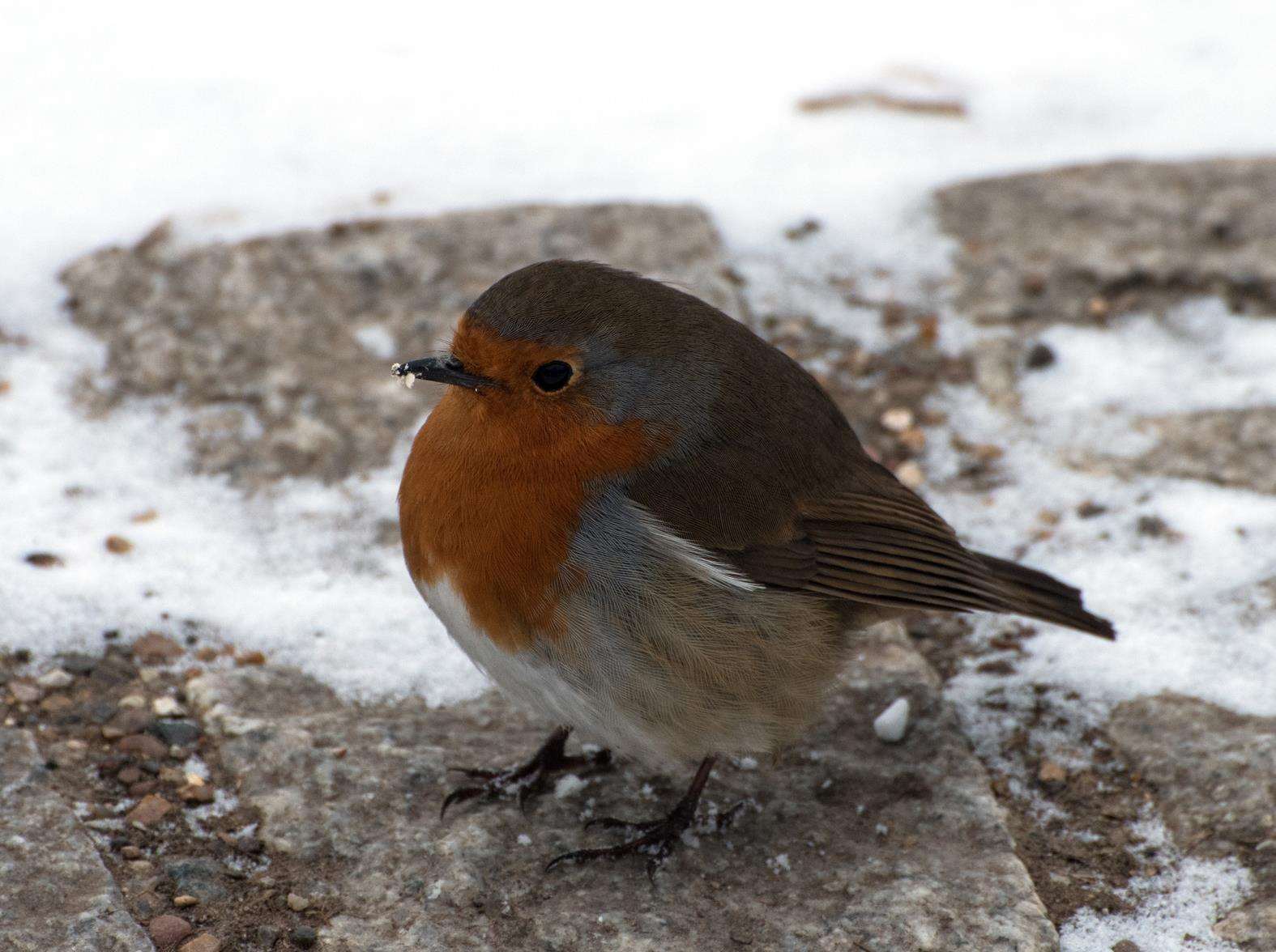 A Robin standing on a path with some snow in the county