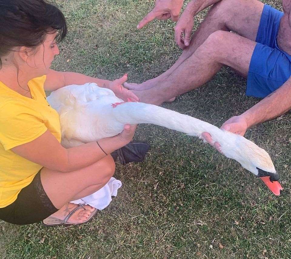 Attacked swan Charlie is rescued at Barton's Point, Sheerness. Picture: Adele Stearns (14785345)