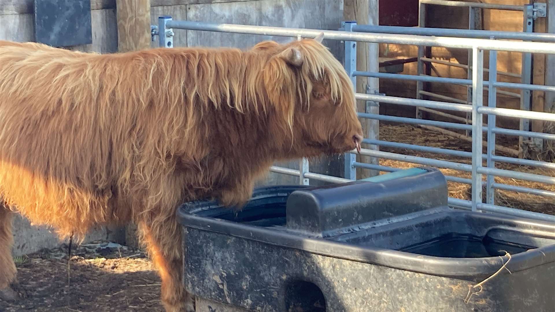 Lumiere the Highland steer at Curly's Farm