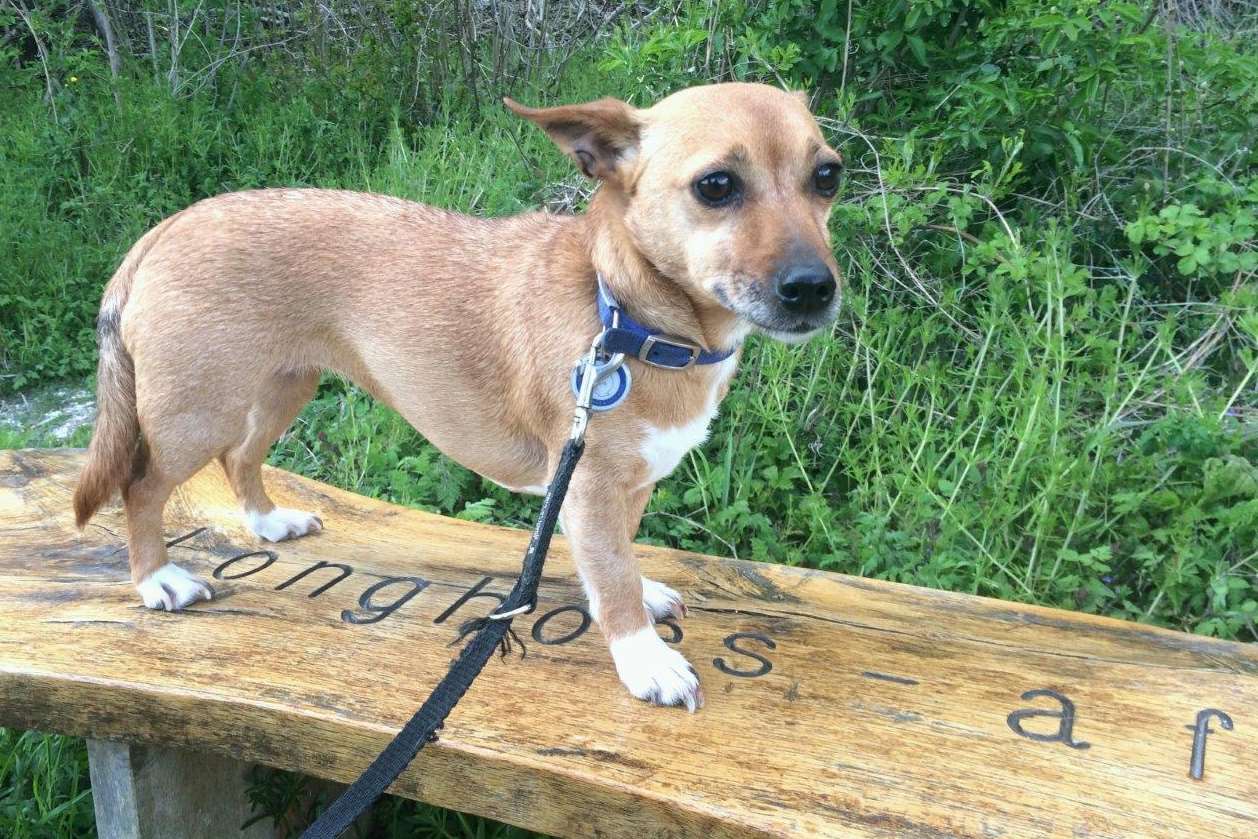 Eight-year-old Honey is a cross between a Jack Russell Terrier and Chihuahua