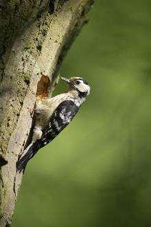 Lesser spotted woodpecker. Picture courtesy Steve Knell (rspb-images.com)
