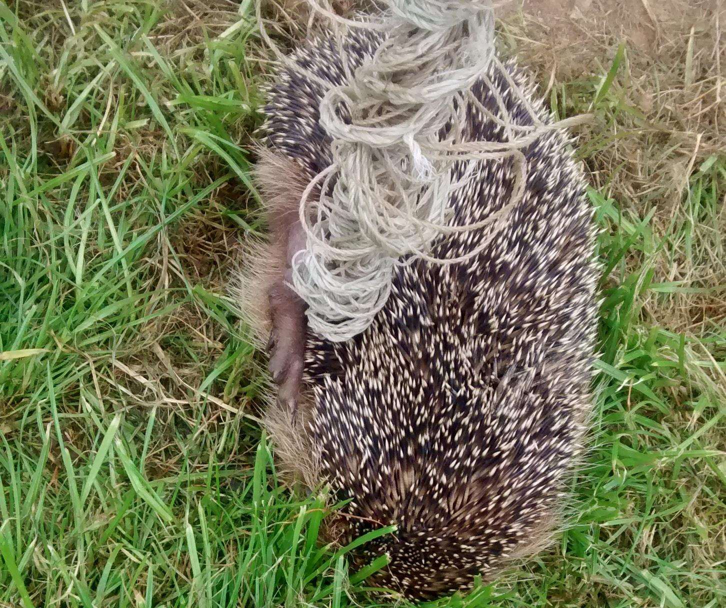 A hedgehog had to be saved after it got itself tangled in sports netting. (1950437)