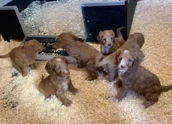 The six puppies were stolen from a home. Picture: Jacqueline Day via Facebook