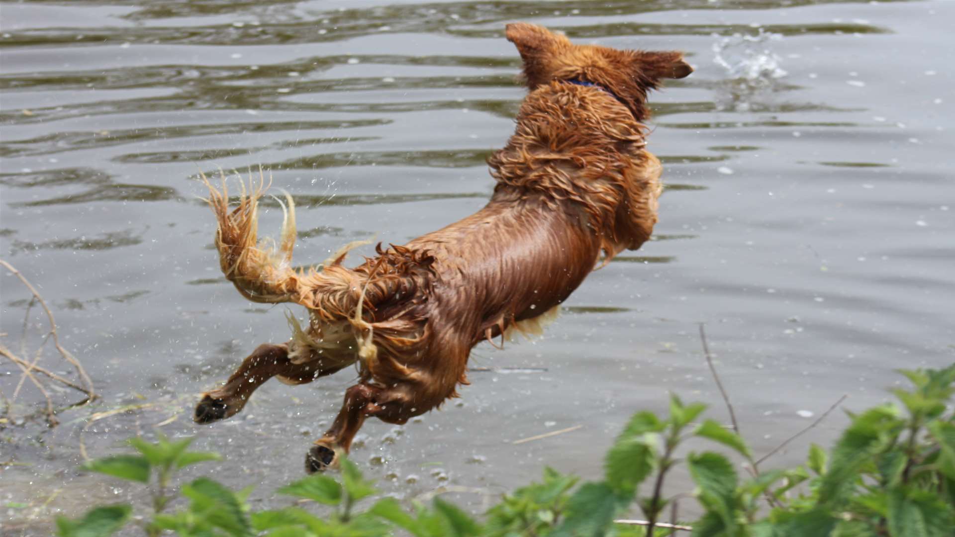 Jump in to a dog walk. Picture: Elaine Beal