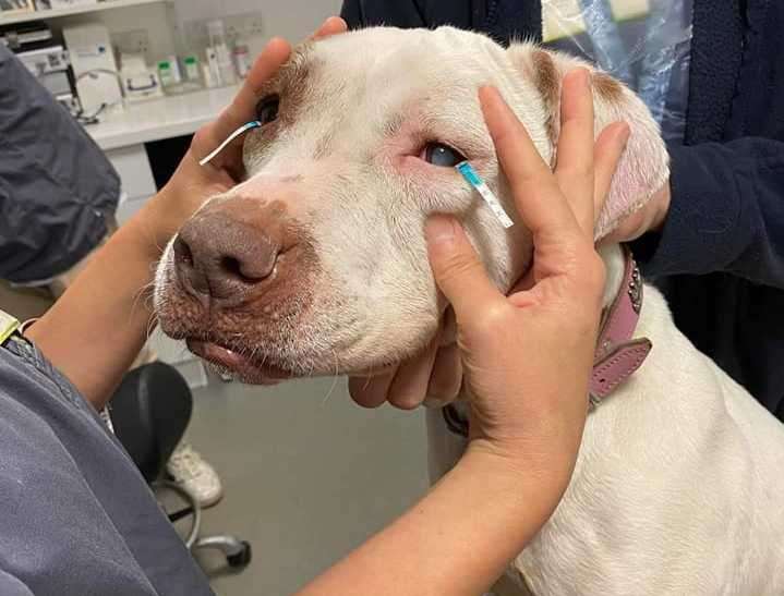 American bully cross Liza who was found in Sheerness will go blind