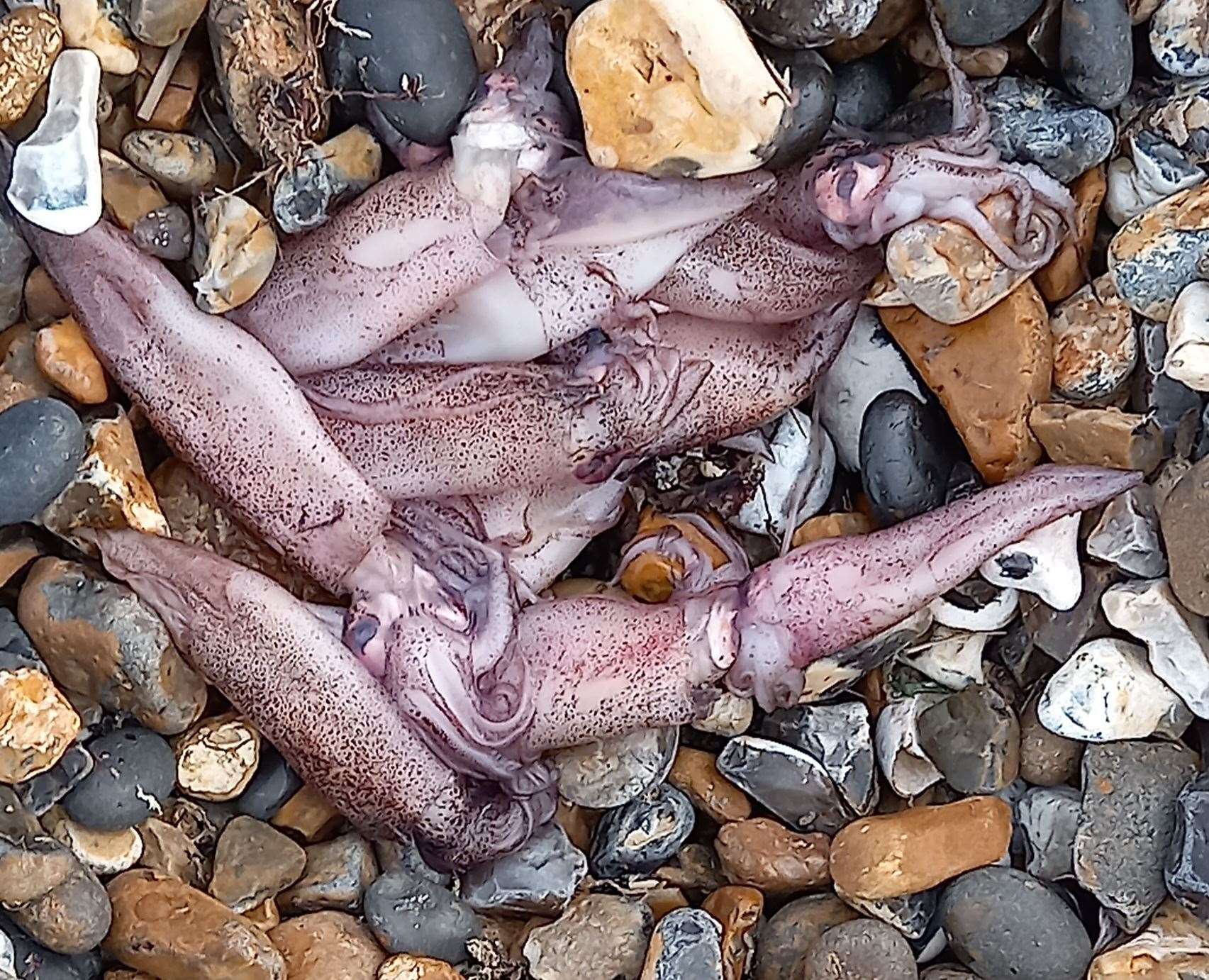 This squid was likely used as bait. Picture: Brandon Whitfield